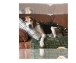 Small Treeing Walker Coonhound Mix