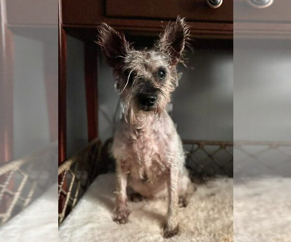 Medium Photo #3 Mutt Puppy For Sale in New York, NY, USA