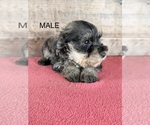 Litter of 8 - Male(s) and Female(s) Schnauzer (Miniature)Litter of Puppies for Sale - Photo #18