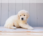 Small #6 Golden Retriever