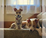 Small #12 Chihuahua Mix