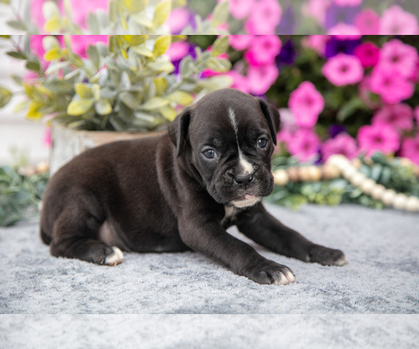 Medium Photo #5 Boxer Puppy For Sale in GRABILL, IN, USA