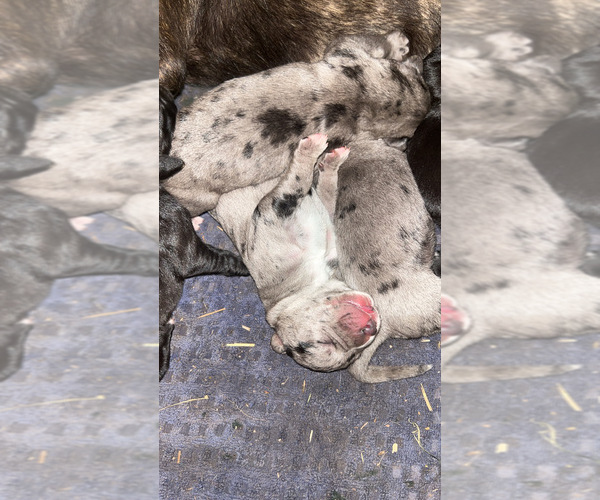Medium Photo #6 Cane Corso-Daniff Mix Puppy For Sale in CHESAPEAKE, OH, USA