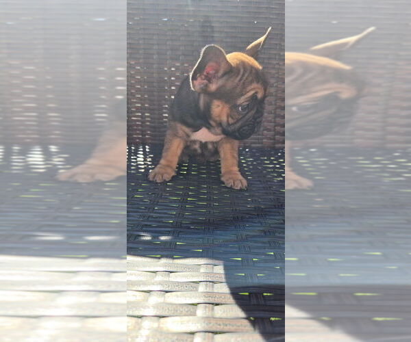 Medium Photo #2 French Bulldog Puppy For Sale in LEAVENWORTH, KS, USA