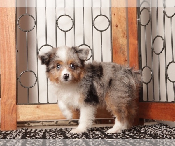 Medium Photo #3 Aussiedoodle Toy Puppy For Sale in NAPLES, FL, USA