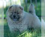Small #1 Chow Chow