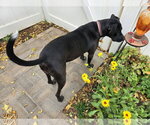 Small Photo #29 Boxer-Pointer Mix Puppy For Sale in Sandy, UT, USA