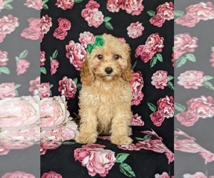 Goldendoodle (Miniature) Puppy for sale in KIRKWOOD, PA, USA