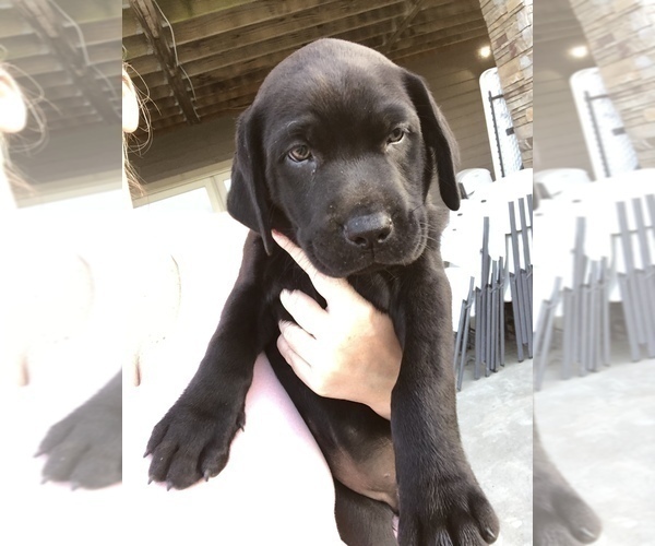 Medium Photo #6 Mastador Puppy For Sale in MONTGOMERY, IN, USA