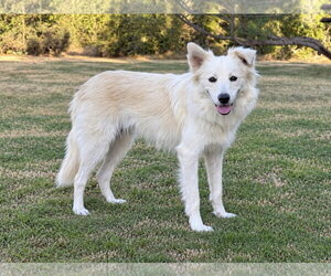 Skye - Female Border Collie-pomeranian spitz Mix Dog for Adoption - Photo #2