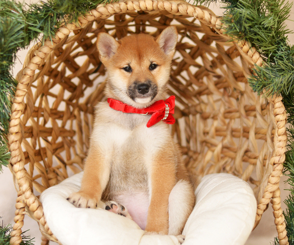 Medium Photo #1 Shiba Inu Puppy For Sale in Neosho, MO, USA