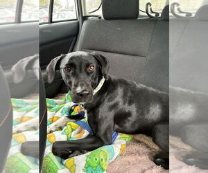 Greyhound-Labrador Retriever Mix Dogs for adoption in Brewster, NY, USA