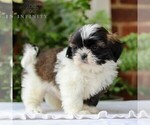 Small #2 Shih Tzu