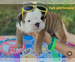 Small #1 English Bulldog