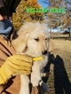 Small Photo #32 Goldendoodle Puppy For Sale in CLARKSVILLE, TX, USA