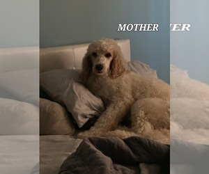 Mother of the Goldendoodle puppies born on 01/04/2024