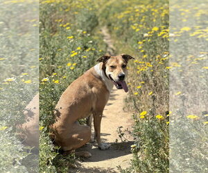 Cedar - Male Mountain Cur-Unknown Mix Dog for Adoption - Photo #3