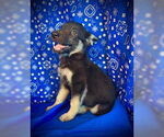 Small #2 Australian Kelpie Mix