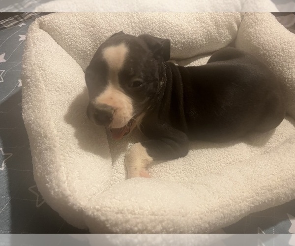 Medium Photo #3 American Pit Bull Terrier Puppy For Sale in BUFFALO, NY, USA