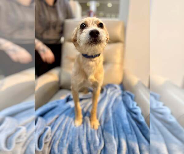 Medium Photo #3 Mutt Puppy For Sale in Visalia, CA, USA