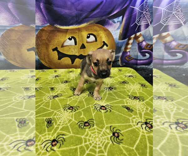 Medium Photo #2 Rat Terrier-Unknown Mix Puppy For Sale in Metairie, LA, USA