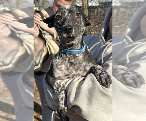 Medium Photo #2 Mutt Puppy For Sale in New York, NY, USA