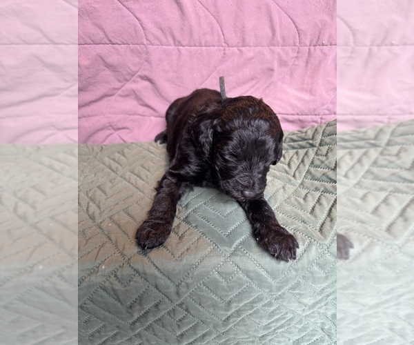 Medium Photo #15 Saint Berdoodle Puppy For Sale in HOMOSASSA, FL, USA