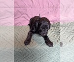Small Photo #15 Saint Berdoodle Puppy For Sale in HOMOSASSA, FL, USA