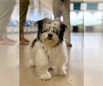 Small Mutt