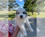 Small Photo #2 Great Pyrenees Puppy For Sale in PICKENS, SC, USA
