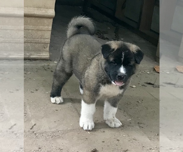 Medium Photo #4 Akita Puppy For Sale in SHELBY, NC, USA
