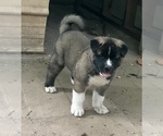Small Photo #4 Akita Puppy For Sale in SHELBY, NC, USA