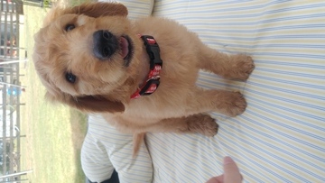 Medium Photo #1 Goldendoodle Puppy For Sale in MIDLOTHIAN, TX, USA