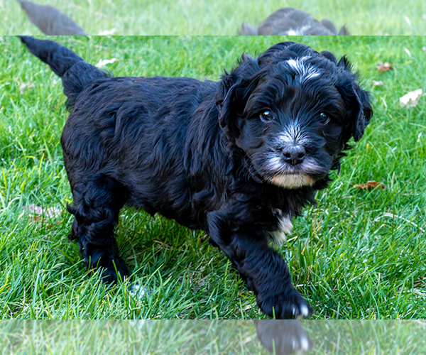 Medium Photo #1 Bernedoodle (Miniature) Puppy For Sale in ROY, UT, USA