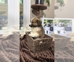 Small Photo #37 Australian Shepherd Puppy For Sale in LEXINGTON, SC, USA