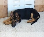 Small Photo #2 German Shepherd Dog Puppy For Sale in MORRISVILLE, MO, USA