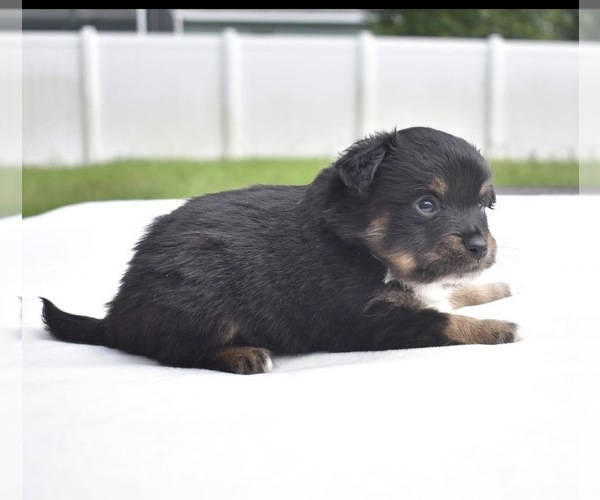 Medium Photo #4 Miniature Australian Shepherd Puppy For Sale in PALM COAST, FL, USA