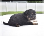 Small #3 Miniature Australian Shepherd