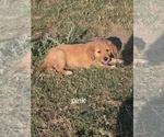 Puppy pink Golden Retriever
