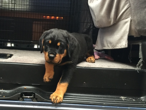 Medium Photo #5 Rottweiler Puppy For Sale in GARLAND, TX, USA