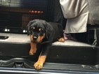 Small Photo #5 Rottweiler Puppy For Sale in GARLAND, TX, USA