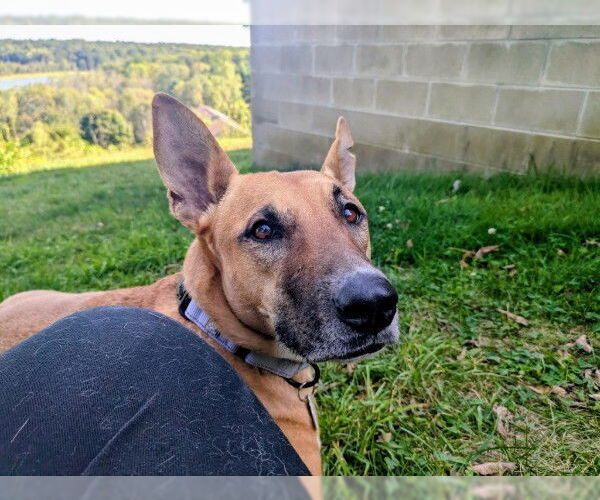 Medium Photo #15 German Shepherd Dog-Saluki Mix Puppy For Sale in Sebec, ME, USA