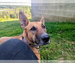 Small #14 German Shepherd Dog-Saluki Mix