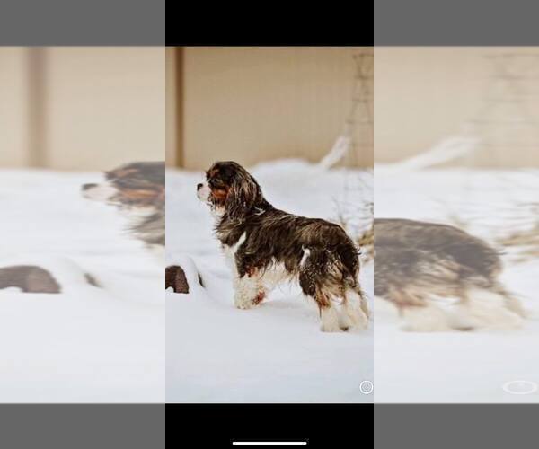 Medium Photo #1 Bernese Mountain Dog-Cavalier King Charles Spaniel Mix Puppy For Sale in SHIPSHEWANA, IN, USA