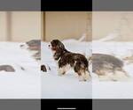 Small Photo #1 Bernese Mountain Dog-Cavalier King Charles Spaniel Mix Puppy For Sale in SHIPSHEWANA, IN, USA