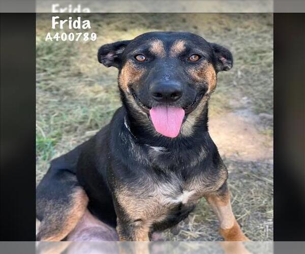 Medium Photo #1 German Shepherd Dog-Unknown Mix Puppy For Sale in Conroe, TX, USA