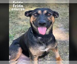German Shepherd Dog-Unknown Mix Dogs for adoption in Conroe, TX, USA