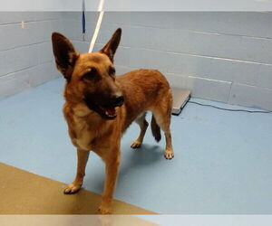 Mutt Dogs for adoption in Moreno Valley, CA, USA