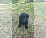 Small #2 Aussiedoodle