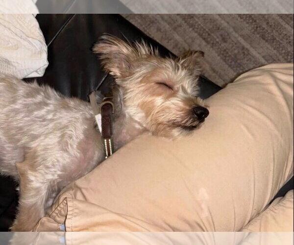 Medium Photo #4 Maltese-Unknown Mix Puppy For Sale in Lakewood, CO, USA